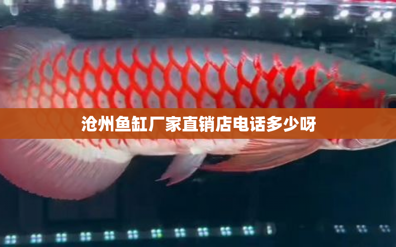 滄州魚缸廠家直銷店電話多少呀 水族問答 第1張