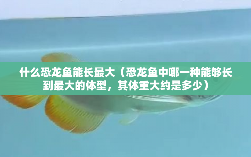 什么恐龍魚(yú)能長(zhǎng)最大（恐龍魚(yú)中哪一種能夠長(zhǎng)到最大的體型，其體重大約是多少） 水族問(wèn)答 第1張