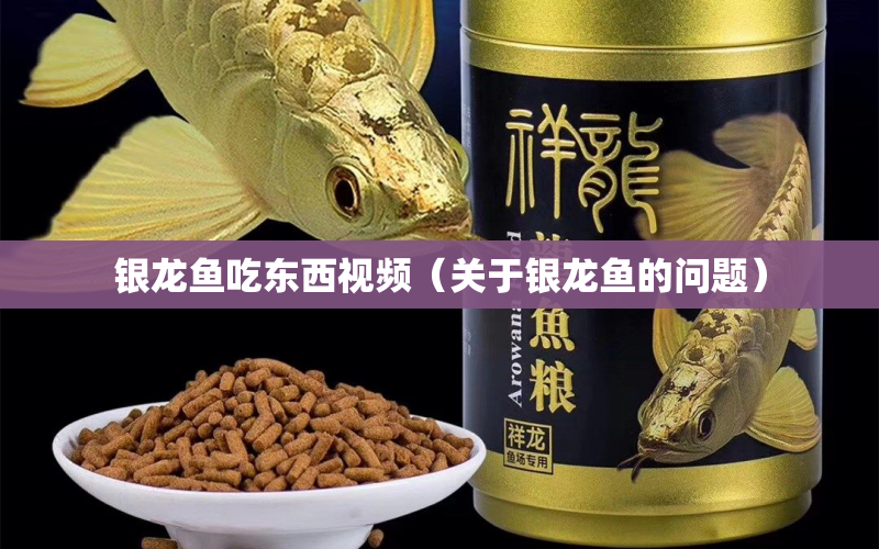 銀龍魚吃東西視頻（關(guān)于銀龍魚的問題） 水族問答 第1張