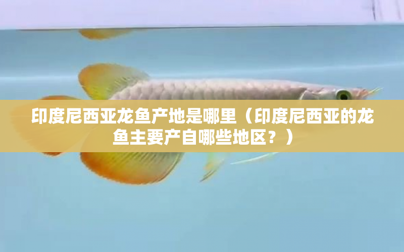 印度尼西亞龍魚產(chǎn)地是哪里（印度尼西亞的龍魚主要產(chǎn)自哪些地區(qū)？） 水族問答 第1張