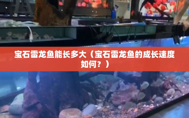 寶石雷龍魚能長多大（寶石雷龍魚的成長速度如何？） 水族問答 第1張