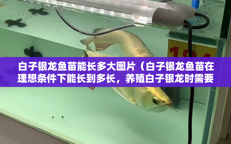 白子銀龍魚苗能長(zhǎng)多大圖片（白子銀龍魚苗在理想條件下能長(zhǎng)到多長(zhǎng)，養(yǎng)殖白子銀龍時(shí)需要注意什么） 水族問答 第1張