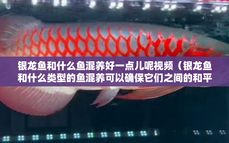 銀龍魚和什么魚混養(yǎng)好一點兒呢視頻（銀龍魚和什么類型的魚混養(yǎng)可以確保它們之間的和平共處？） 水族問答 第1張