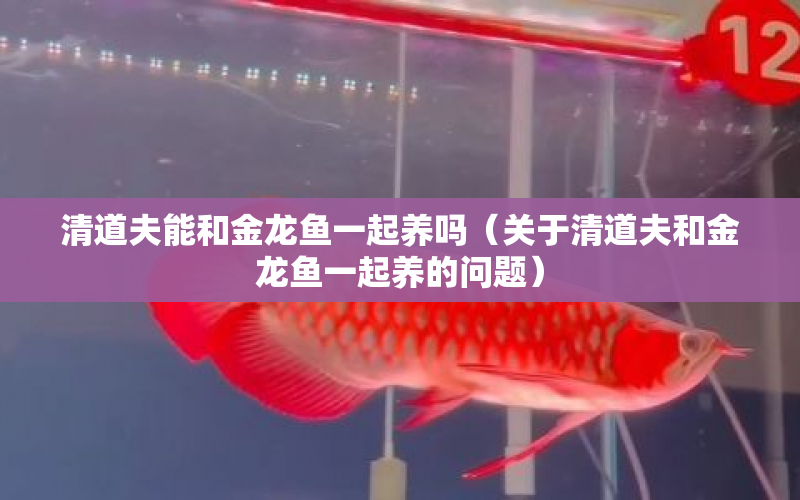 清道夫能和金龍魚一起養(yǎng)嗎（關(guān)于清道夫和金龍魚一起養(yǎng)的問題） 水族問答 第1張