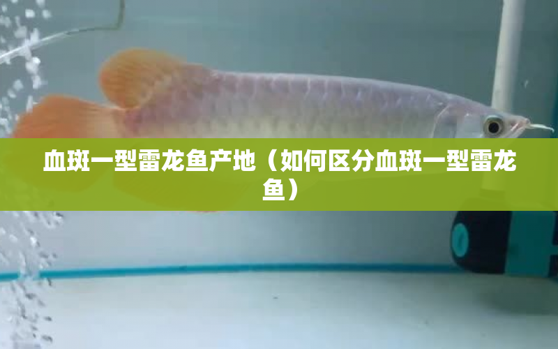 血斑一型雷龍魚產(chǎn)地（如何區(qū)分血斑一型雷龍魚） 水族問答 第1張