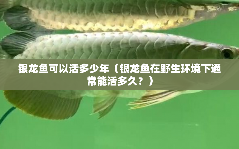 銀龍魚可以活多少年（銀龍魚在野生環(huán)境下通常能活多久？） 水族問答 第1張