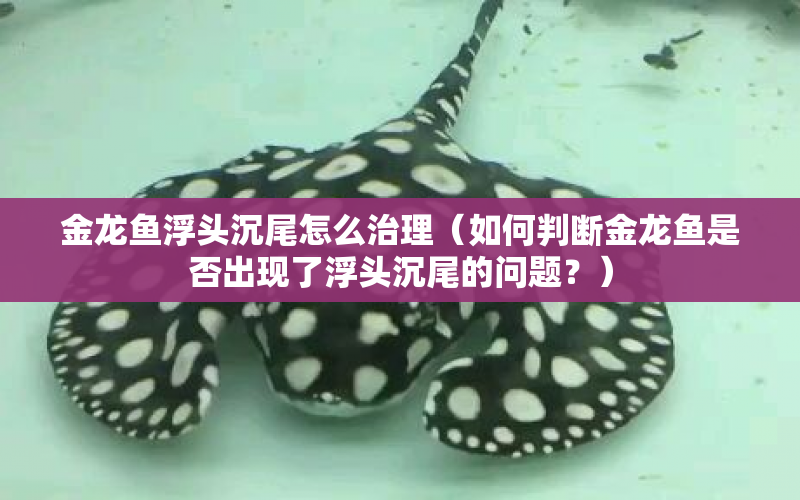 金龍魚浮頭沉尾怎么治理（如何判斷金龍魚是否出現(xiàn)了浮頭沉尾的問題？） 水族問答 第1張