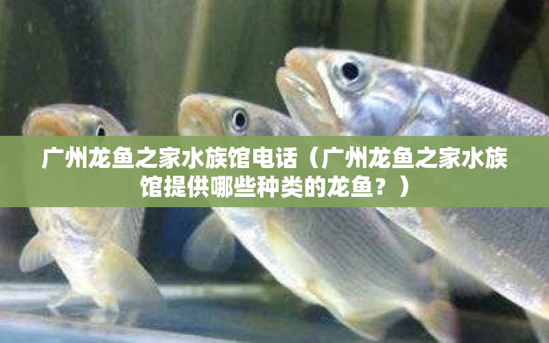 廣州龍魚之家水族館電話（廣州龍魚之家水族館提供哪些種類的龍魚？） 水族問答 第1張