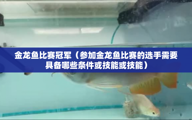 金龍魚比賽冠軍（參加金龍魚比賽的選手需要具備哪些條件或技能或技能） 水族問答 第1張