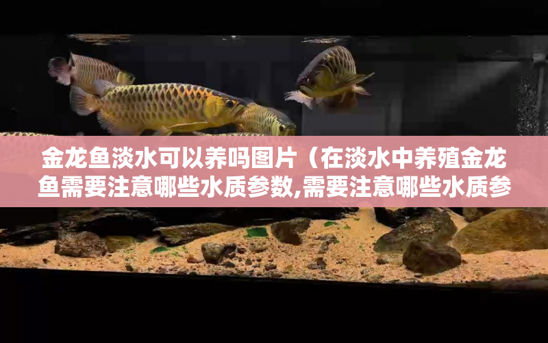 金龍魚淡水可以養(yǎng)嗎圖片（在淡水中養(yǎng)殖金龍魚需要注意哪些水質(zhì)參數(shù),需要注意哪些水質(zhì)參數(shù)） 水族問答 第1張