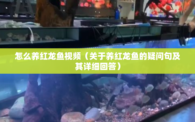 怎么養(yǎng)紅龍魚視頻（關(guān)于養(yǎng)紅龍魚的疑問句及其詳細(xì)回答） 水族問答 第1張