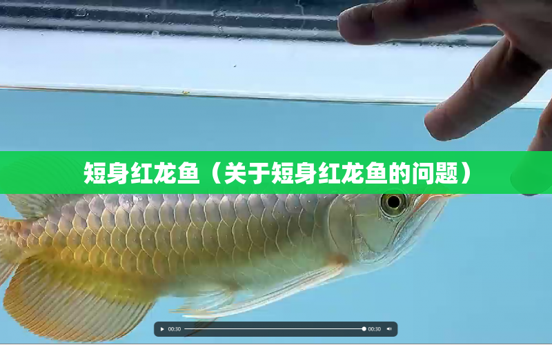 短身紅龍魚（關(guān)于短身紅龍魚的問題） 水族問答 第1張