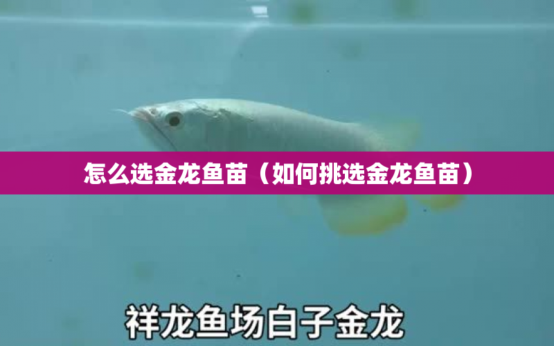 怎么選金龍魚苗（如何挑選金龍魚苗） 水族問答 第1張