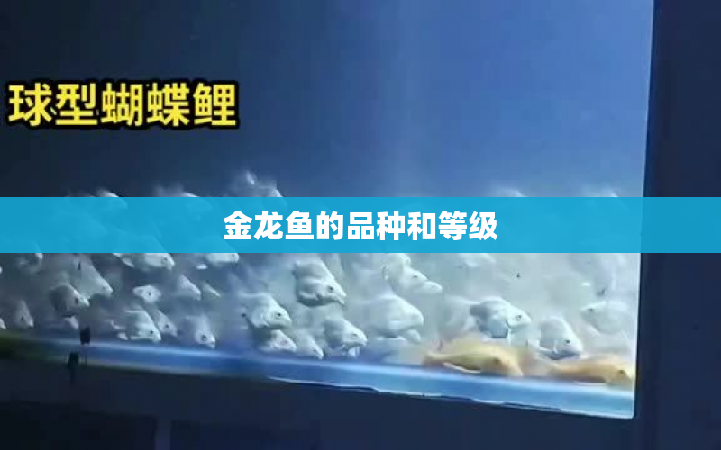 金龍魚(yú)的品種和等級(jí) 水族問(wèn)答 第1張