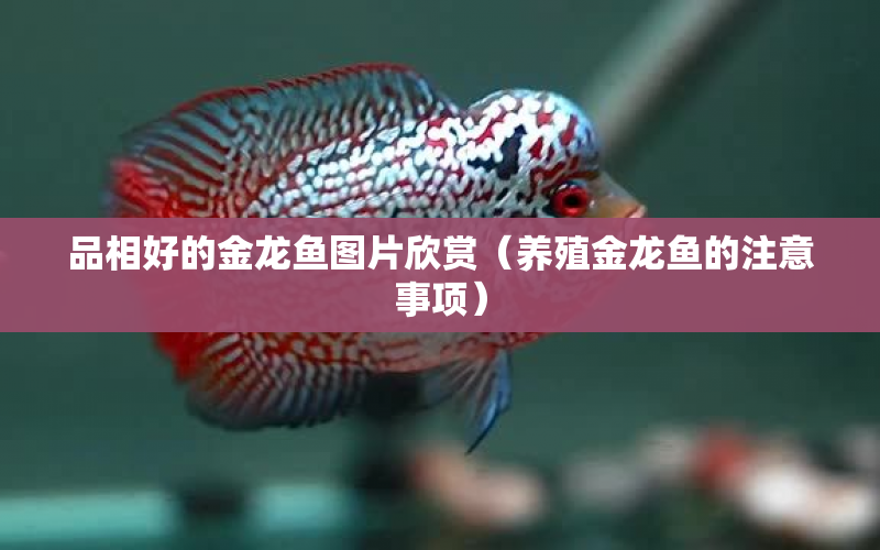 品相好的金龍魚圖片欣賞（養(yǎng)殖金龍魚的注意事項） 水族問答 第1張