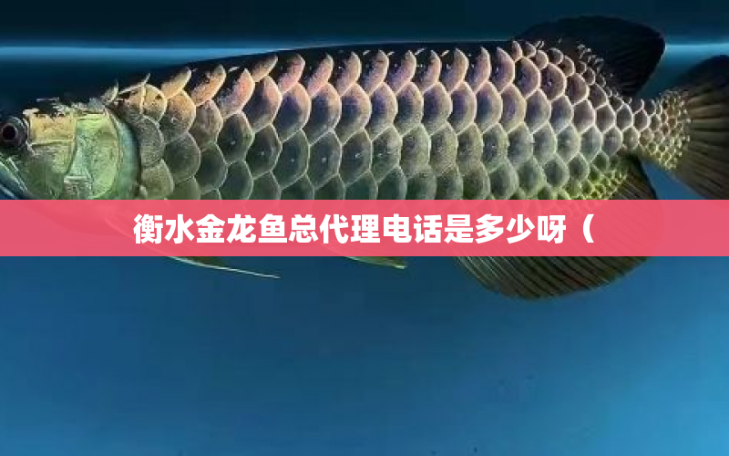 衡水金龍魚總代理電話是多少呀（ 水族問答 第1張