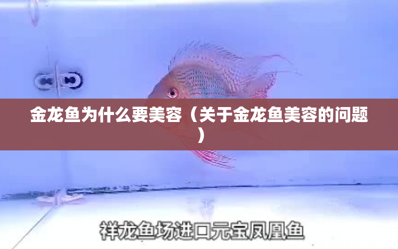 金龍魚為什么要美容（關(guān)于金龍魚美容的問題） 水族問答 第1張