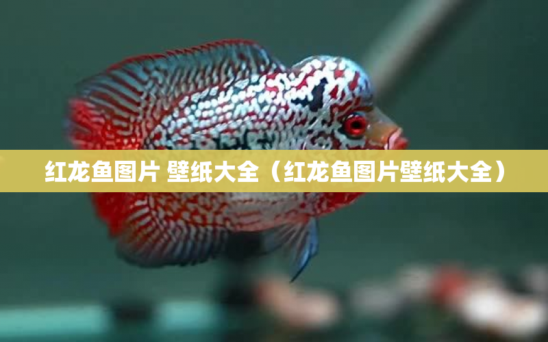 紅龍魚(yú)圖片 壁紙大全（紅龍魚(yú)圖片壁紙大全） 水族問(wèn)答 第1張