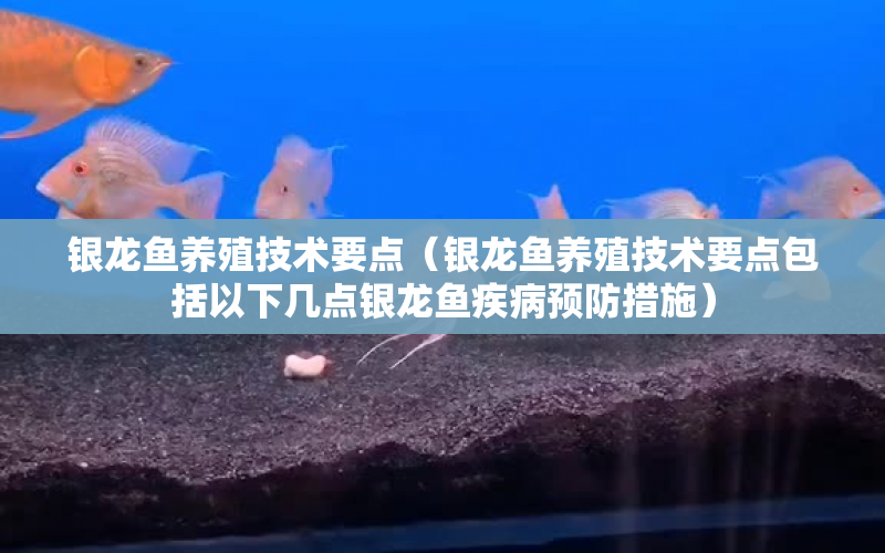 銀龍魚養(yǎng)殖技術(shù)要點(diǎn)（銀龍魚養(yǎng)殖技術(shù)要點(diǎn)包括以下幾點(diǎn)銀龍魚疾病預(yù)防措施） 水族問答 第1張