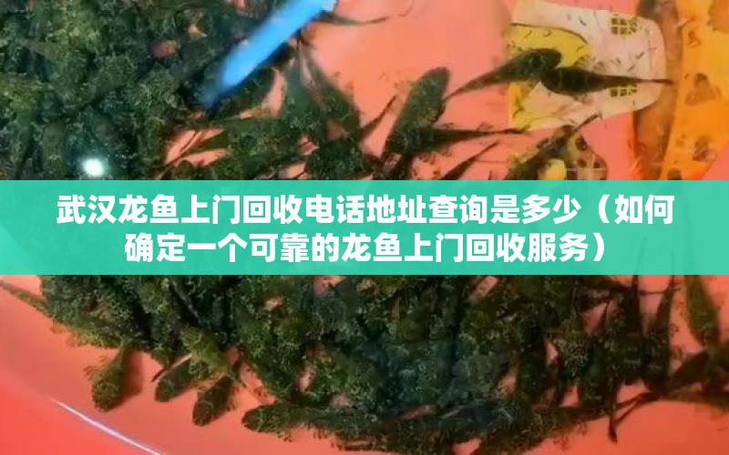 武漢龍魚上門回收電話地址查詢是多少（如何確定一個可靠的龍魚上門回收服務(wù)） 水族問答 第1張