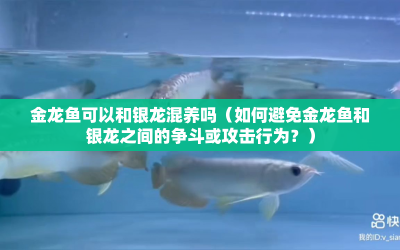 金龍魚可以和銀龍混養(yǎng)嗎（如何避免金龍魚和銀龍之間的爭斗或攻擊行為？） 水族問答 第1張