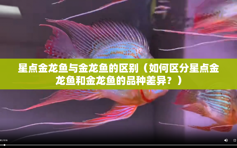 星點金龍魚與金龍魚的區(qū)別（如何區(qū)分星點金龍魚和金龍魚的品種差異？） 水族問答 第1張