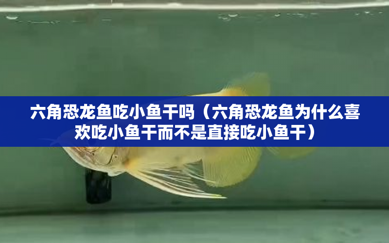 六角恐龍魚吃小魚干嗎（六角恐龍魚為什么喜歡吃小魚干而不是直接吃小魚干） 水族問答 第2張