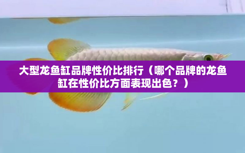 大型龍魚缸品牌性價(jià)比排行（哪個(gè)品牌的龍魚缸在性價(jià)比方面表現(xiàn)出色？） 水族問(wèn)答 第1張