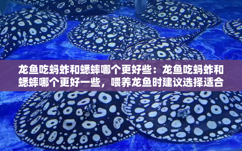 龍魚吃螞蚱和蟋蟀哪個更好些：龍魚吃螞蚱和蟋蟀哪個更好一些，喂養(yǎng)龍魚時建議選擇適合其口味 水族問答