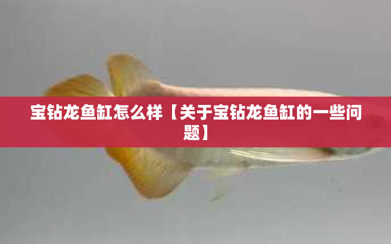 寶鉆龍魚(yú)缸怎么樣【關(guān)于寶鉆龍魚(yú)缸的一些問(wèn)題】 水族問(wèn)答 第1張