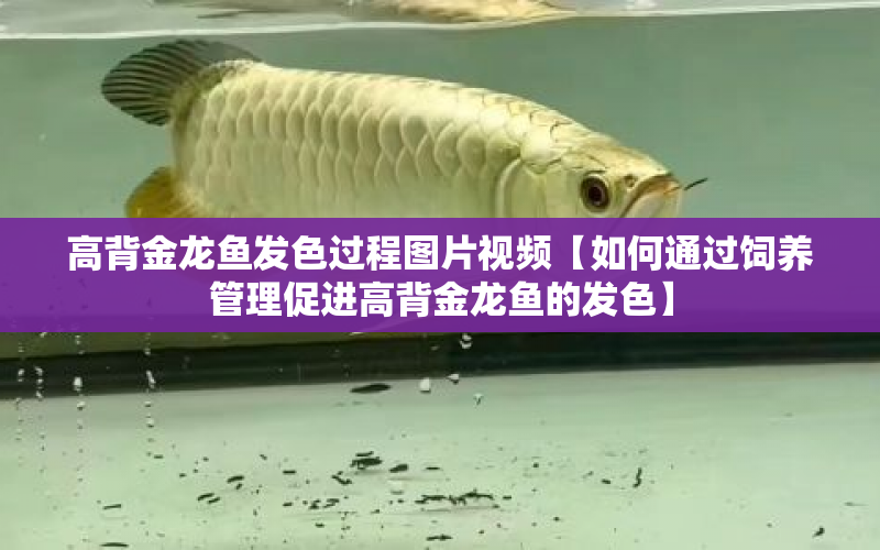 高背金龍魚發(fā)色過程圖片視頻【如何通過飼養(yǎng)管理促進(jìn)高背金龍魚的發(fā)色】 水族問答 第1張