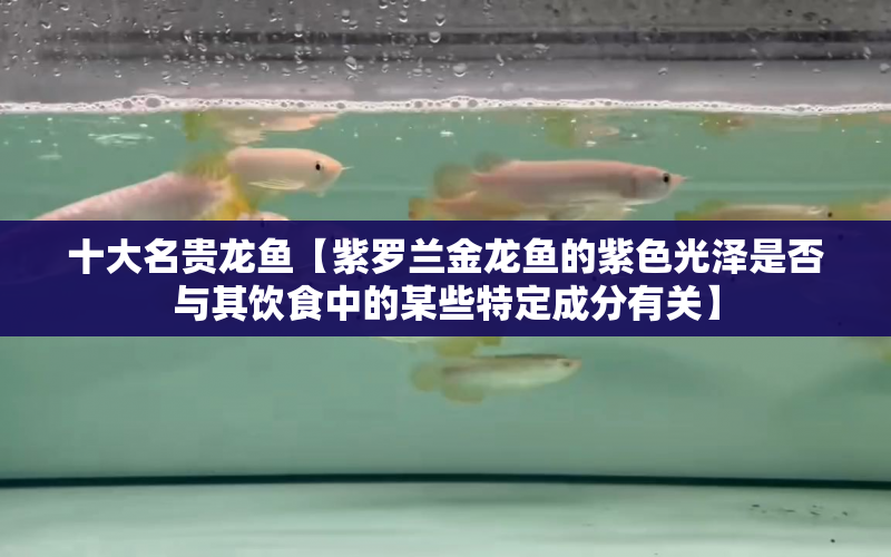 十大名貴龍魚【紫羅蘭金龍魚的紫色光澤是否與其飲食中的某些特定成分有關(guān)】 水族問答 第1張