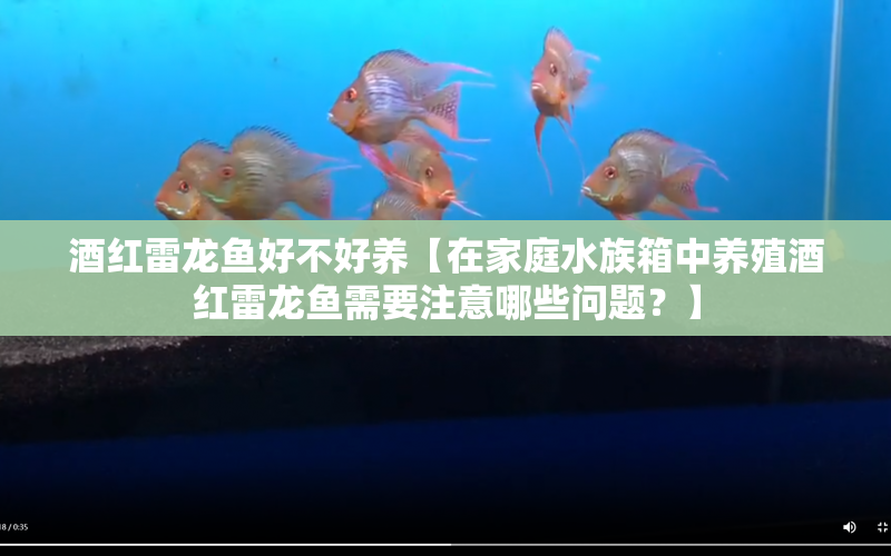 酒紅雷龍魚(yú)好不好養(yǎng)【在家庭水族箱中養(yǎng)殖酒紅雷龍魚(yú)需要注意哪些問(wèn)題？】 水族問(wèn)答 第1張