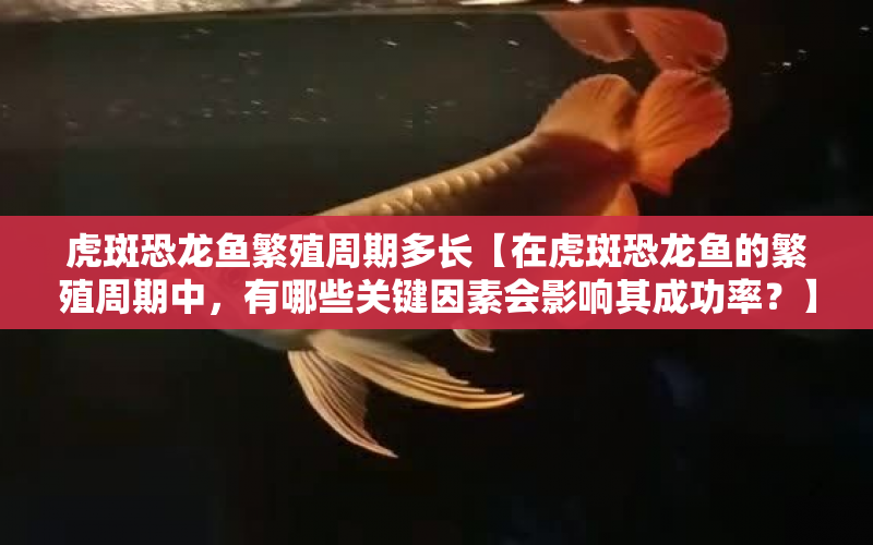 虎斑恐龍魚繁殖周期多長(zhǎng)【在虎斑恐龍魚的繁殖周期中，有哪些關(guān)鍵因素會(huì)影響其成功率？】 水族問答 第1張