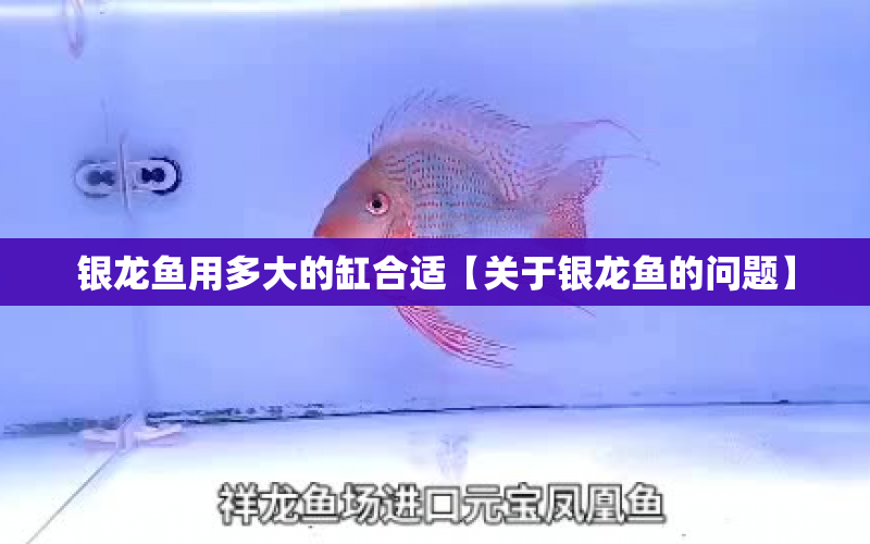 銀龍魚用多大的缸合適【關(guān)于銀龍魚的問題】 水族問答 第1張