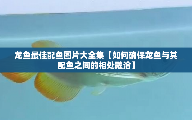 龍魚最佳配魚圖片大全集【如何確保龍魚與其配魚之間的相處融洽】 水族問答 第1張