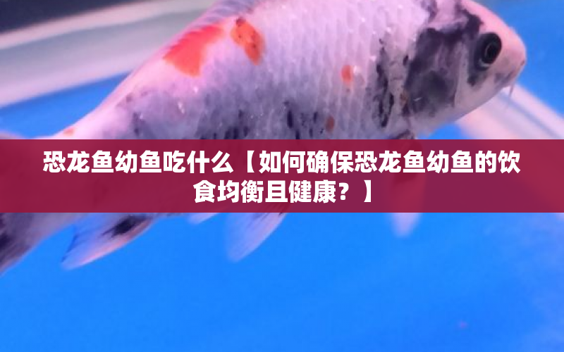 恐龍魚幼魚吃什么【如何確保恐龍魚幼魚的飲食均衡且健康？】 水族問(wèn)答 第1張