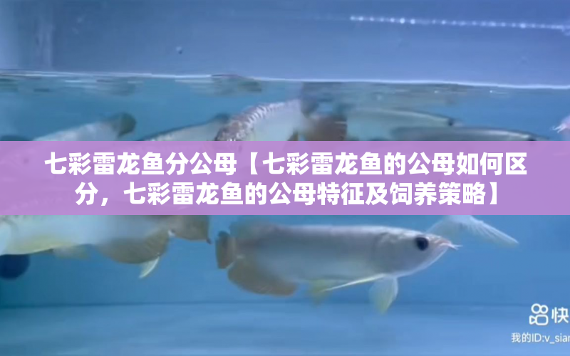 七彩雷龍魚分公母【七彩雷龍魚的公母如何區(qū)分，七彩雷龍魚的公母特征及飼養(yǎng)策略】 水族問(wèn)答 第1張