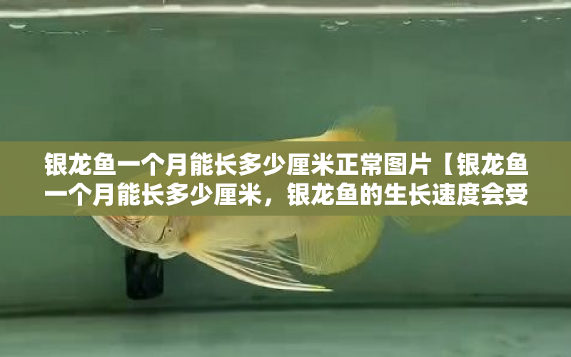 銀龍魚(yú)一個(gè)月能長(zhǎng)多少厘米正常圖片【銀龍魚(yú)一個(gè)月能長(zhǎng)多少厘米，銀龍魚(yú)的生長(zhǎng)速度會(huì)受到多種影響】 水族問(wèn)答 第1張