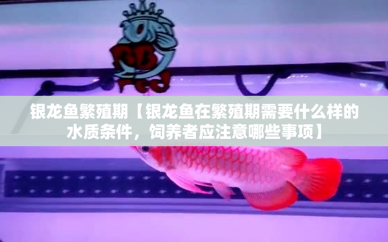 銀龍魚繁殖期【銀龍魚在繁殖期需要什么樣的水質(zhì)條件，飼養(yǎng)者應(yīng)注意哪些事項(xiàng)】 水族問答 第1張