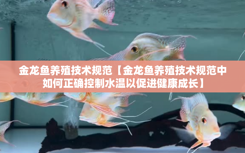 金龍魚養(yǎng)殖技術(shù)規(guī)范【金龍魚養(yǎng)殖技術(shù)規(guī)范中如何正確控制水溫以促進(jìn)健康成長(zhǎng)】 水族問答 第1張