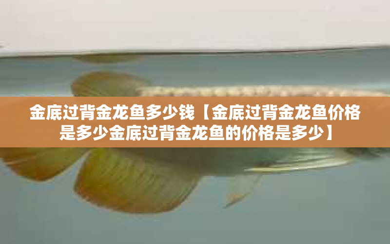 金底過背金龍魚多少錢【金底過背金龍魚價(jià)格是多少金底過背金龍魚的價(jià)格是多少】 水族問答 第1張