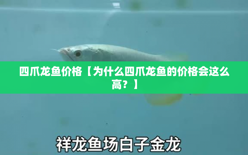 四爪龍魚(yú)價(jià)格【為什么四爪龍魚(yú)的價(jià)格會(huì)這么高？】 水族問(wèn)答 第1張