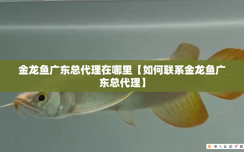 金龍魚廣東總代理在哪里【如何聯(lián)系金龍魚廣東總代理】 水族問答 第1張