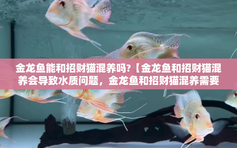 金龍魚能和招財(cái)貓混養(yǎng)嗎?【金龍魚和招財(cái)貓混養(yǎng)會(huì)導(dǎo)致水質(zhì)問題，金龍魚和招財(cái)貓混養(yǎng)需要注意的問題】 水族問答 第1張