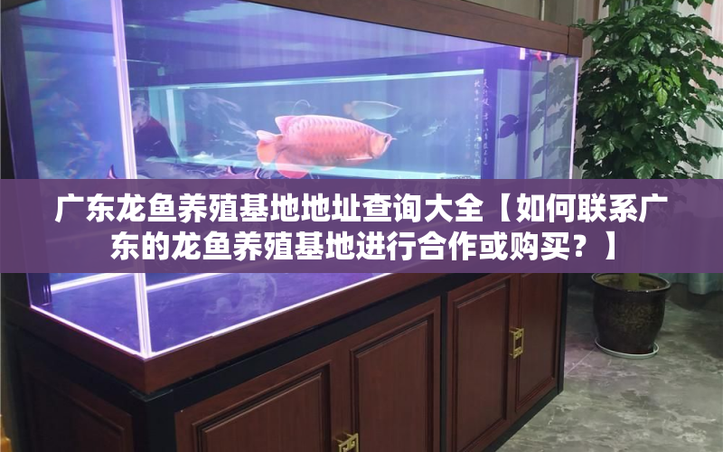 廣東龍魚養(yǎng)殖基地地址查詢大全【如何聯(lián)系廣東的龍魚養(yǎng)殖基地進(jìn)行合作或購買？】 水族問答 第1張