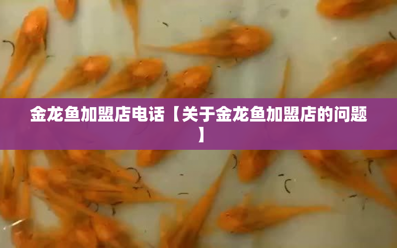 金龍魚加盟店電話【關(guān)于金龍魚加盟店的問題】 水族問答 第1張