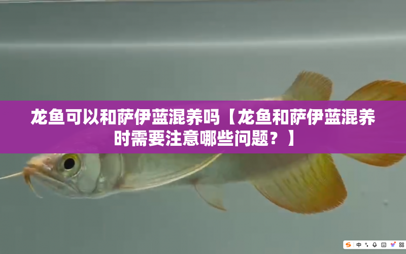 龍魚可以和薩伊藍混養(yǎng)嗎【龍魚和薩伊藍混養(yǎng)時需要注意哪些問題？】 水族問答 第1張