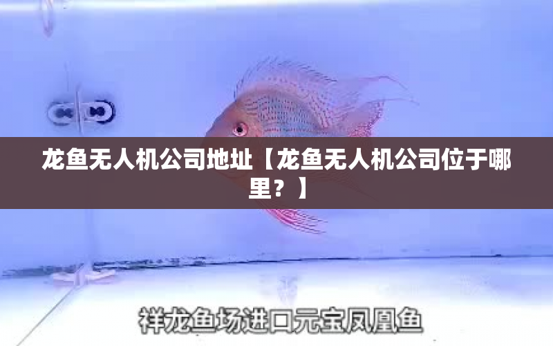 龍魚無人機公司地址【龍魚無人機公司位于哪里？】 水族問答 第1張