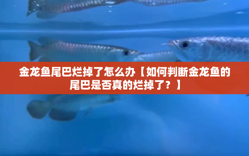 金龍魚尾巴爛掉了怎么辦【如何判斷金龍魚的尾巴是否真的爛掉了？】 水族問(wèn)答 第1張